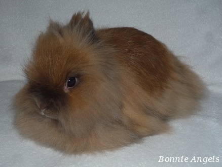 teddy králíček Bonnie