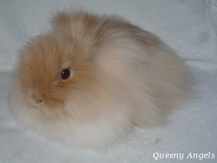 teddy králíček Queeny