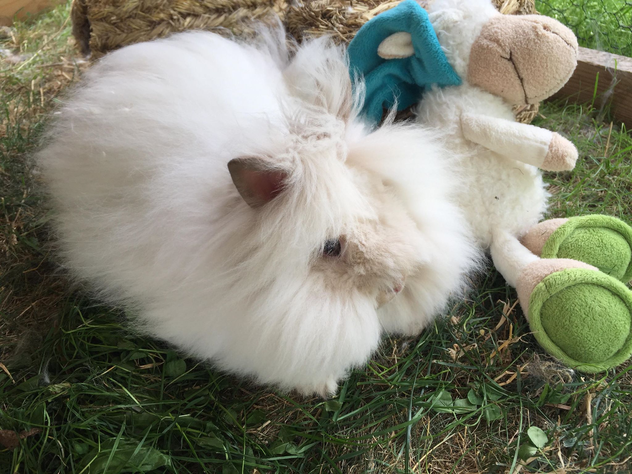 teddy králíček